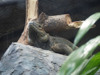 Close-up of lizard