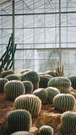 Close-up of cactus plant in greenhouse