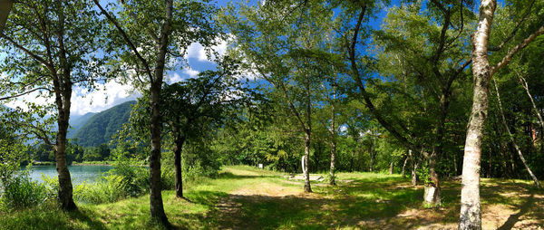 Scenic view of trees by lake in forest against sky