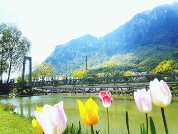 Close-up of yellow flowers blooming by lake against clear sky