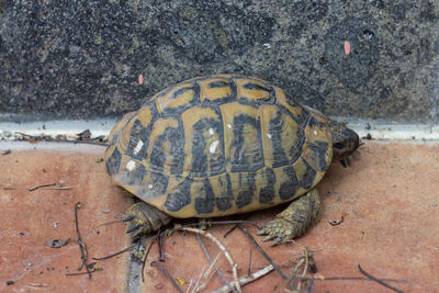 Turtle just awoke from hibernation ,italy.