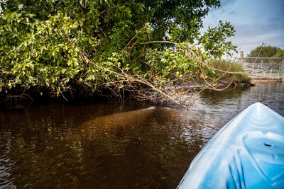 Scenic view of river against trees