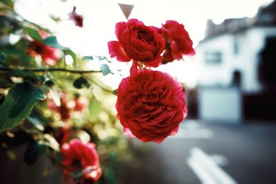 Close-up of red roses blooming outdoors