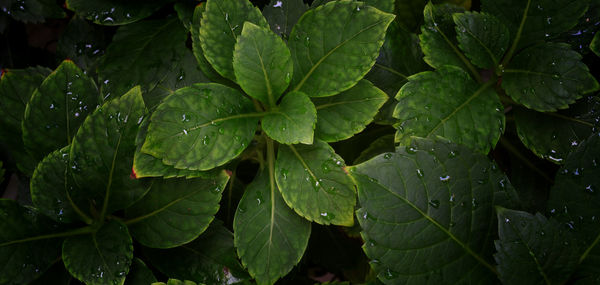 Close-up of raindrops on leaves