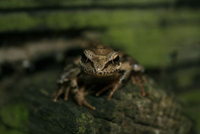 Close-up of frog on leaf