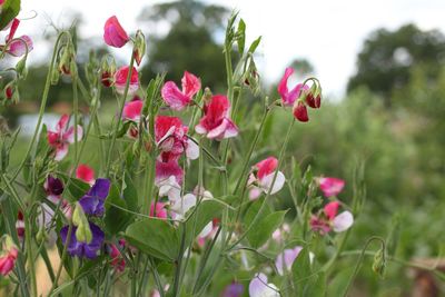 Close-up of pink flowers