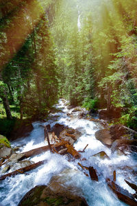 River flowing amidst trees in forest