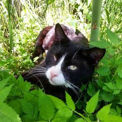 Close-up portrait of cat