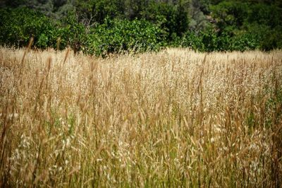 Scenic view of grassy field