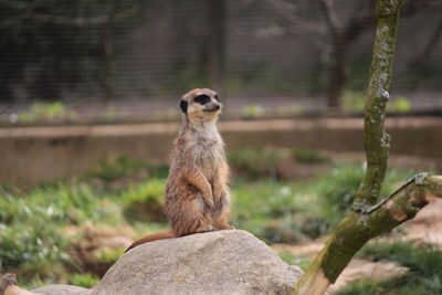 Meerkat sitting on rock