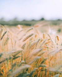 Scenic view of wheat field against sky