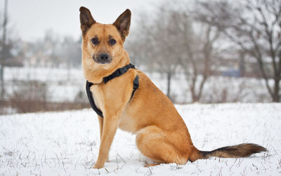 Portrait of dog on snow field