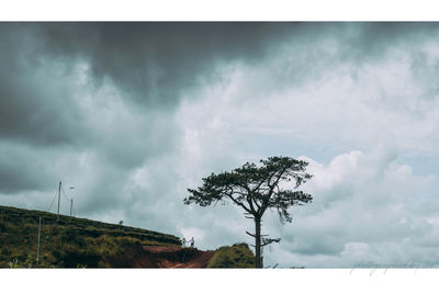 Trees against cloudy sky