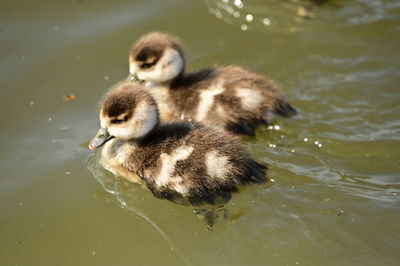 Duck swimming in lake