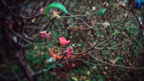 Close-up of red flowering plant