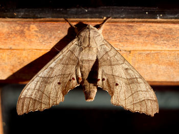 Close-up of butterfly on dry leaf