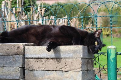 Black cat lying on metal fence