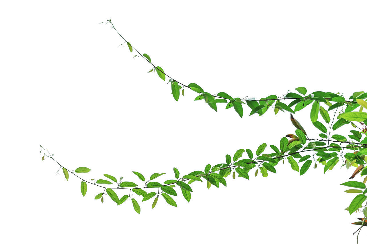 LOW ANGLE VIEW OF LEAVES AGAINST SKY