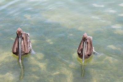 High angle view of crab swimming in lake