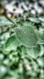 Close-up of plant against blurred background