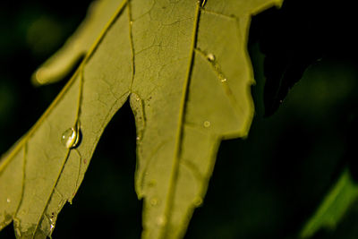 Close-up of water drops on maple leaf