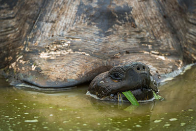 Close-up of giant tortoise in water