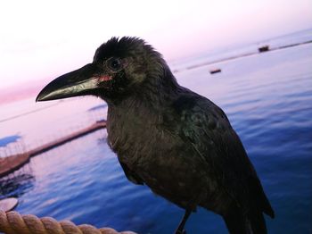 Close-up of bird perching on sea against sky