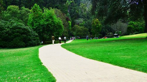 Footpath amidst trees in park