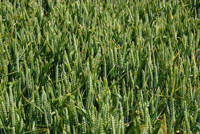 Full frame shot of crop in field