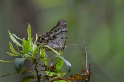 Butterfly on bush