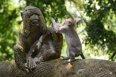 A balinese long tailed monkey. monkey forest. ubud. bali. indonesia
