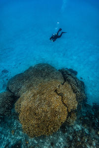 High angle view of scuba diver swimming by coral in sea