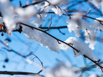 Close-up of frozen plant