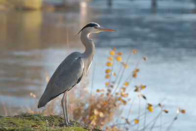 High angle view of gray heron perching on a lake