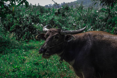 Buffalo in the forest