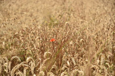 Wheat growing on field