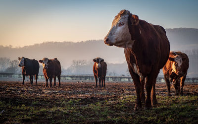 Cows standing in a field