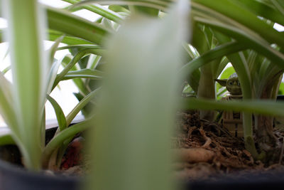 Close-up of plant growing on field