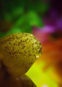 Close-up of flower against blurred background