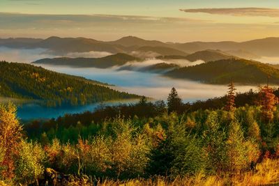 Scenic view of forest against sky during sunset