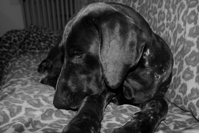 Dog resting on tiled floor