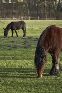 Horse grazing in a field