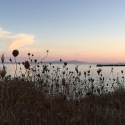 Silhouette plants on field against sky during sunset