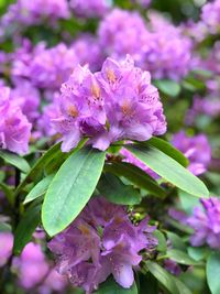 Close-up of pink flowering plant