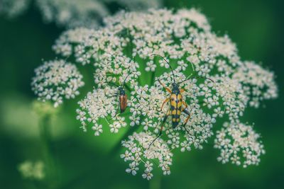 Close-up of insect on white daisy
