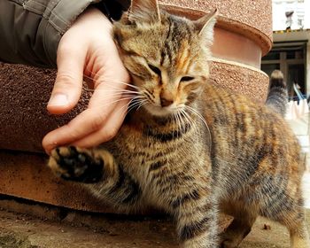 Cropped hand petting cat