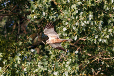 Bird flying in a forest