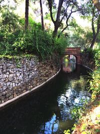 Bridge over river in forest