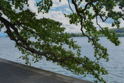 Tree by lake against sky