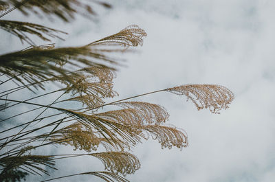 Low angle view of dry leaves on tree against sky